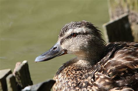 duck sex video|Yale researchers reveal secrets of duck sex: .